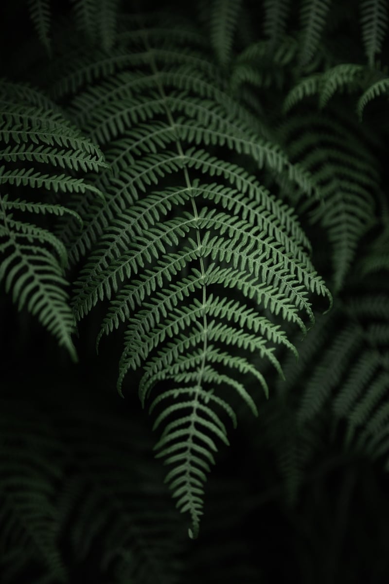 Botanical Artwork